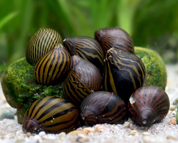 Nerite Snail Care Guide: Tank Setup, Feeding, Varieties &amp; Why They Can't Breed in Freshwater