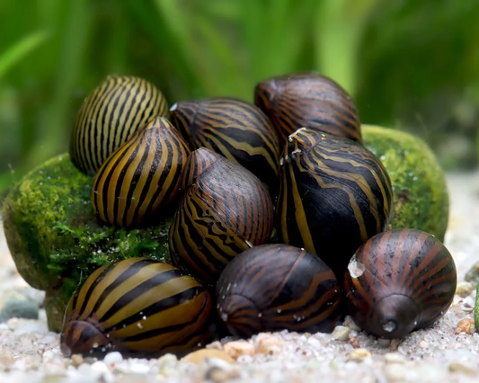 Nerite Snail Care Guide: Tank Setup, Feeding, Varieties &amp; Why They Can't Breed in Freshwater