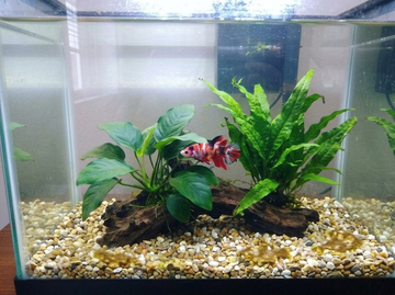 How to Get Rid of Algae in a Betta Tank