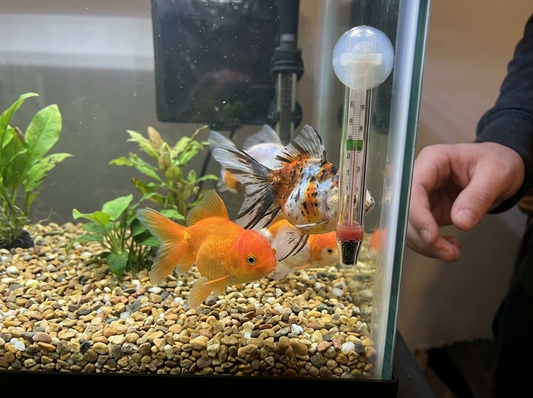 Do Goldfish Need a Heater? Temperature Guide for Every Type 