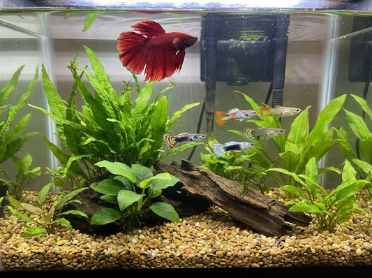 Can Guppies Live With Bettas in the Same Aquarium