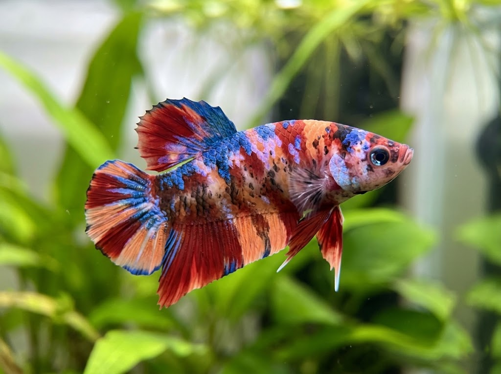 Why Is My Betta Fish Not Eating? Causes and What to Do 
