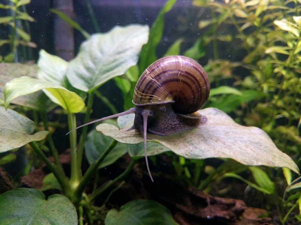 Mystery Snail Care Guide: Setup, Feeding, and Breeding
