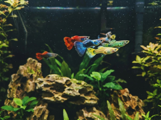 Guppy Fish Breeding: How to Breed Guppies Step by Step for Beginners
