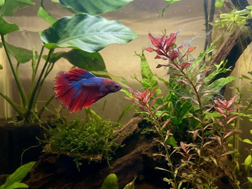 Best Plants for Betta Fish Tanks: Low-Light Species, How to Plant &amp; Benefits