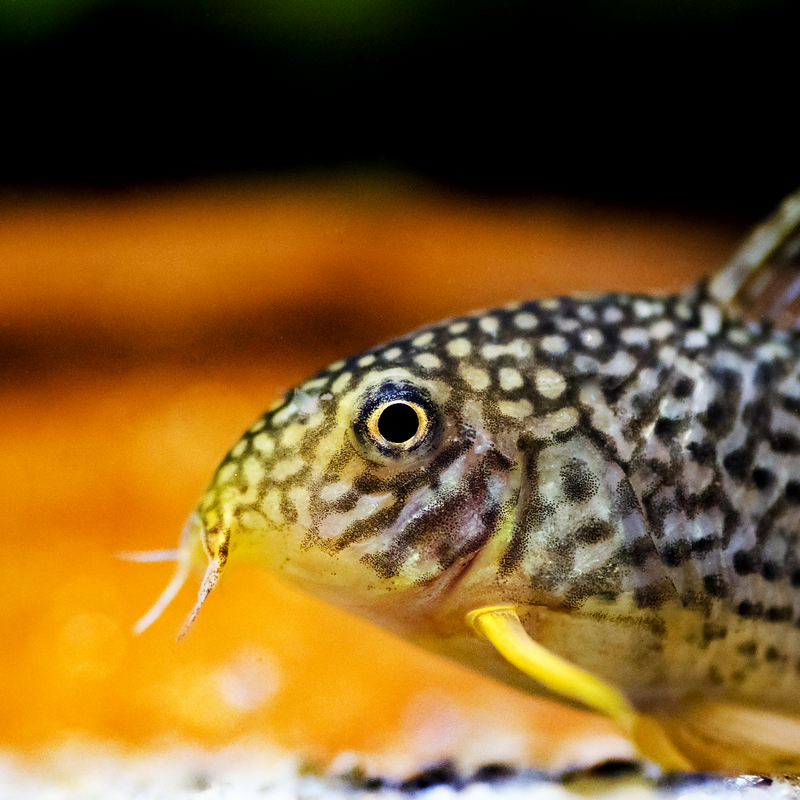 Corydoras