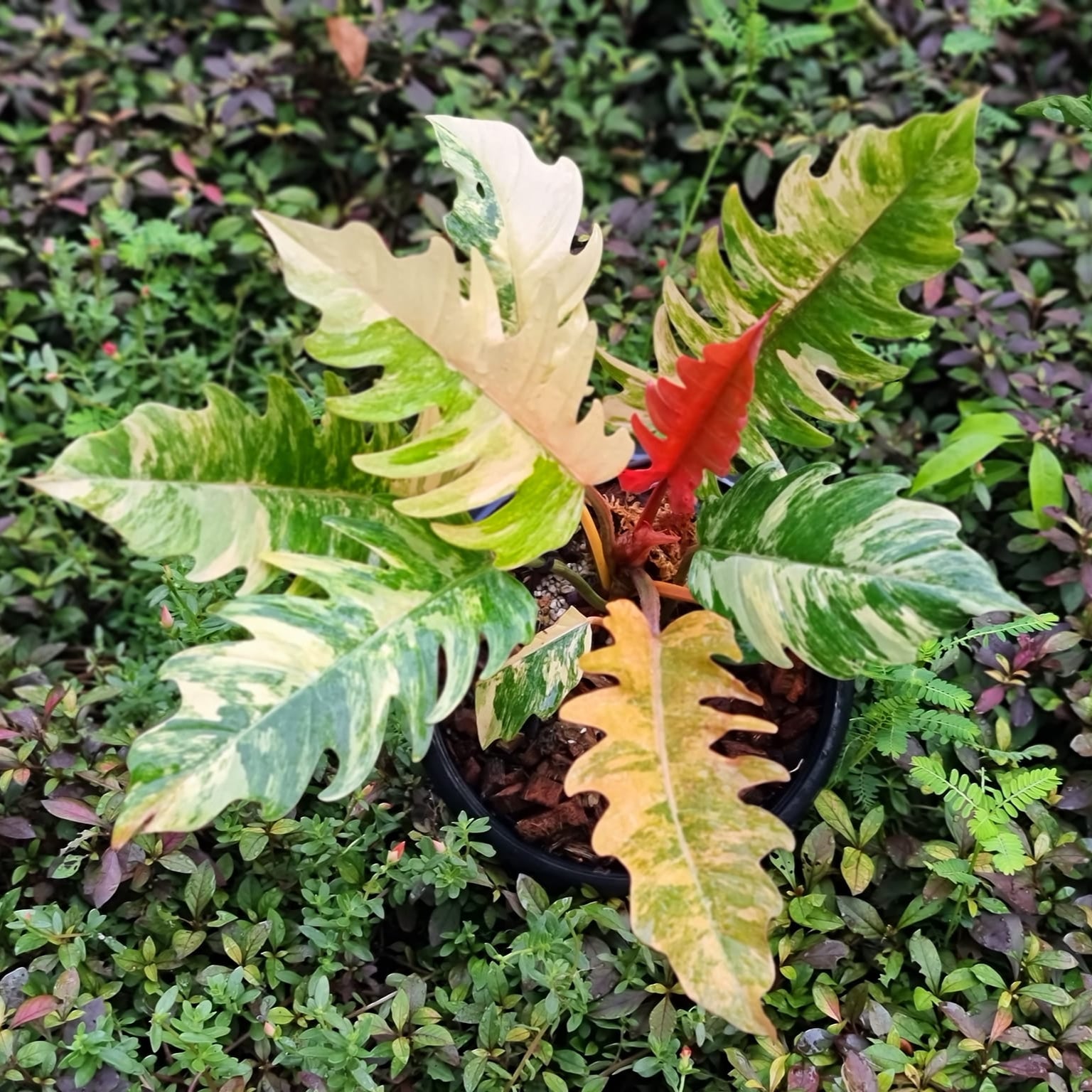 Variegated Philodendron Caramel Mature Plant | Grower Pick