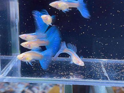 Blue Topaz Big Dorsal Guppy Fish