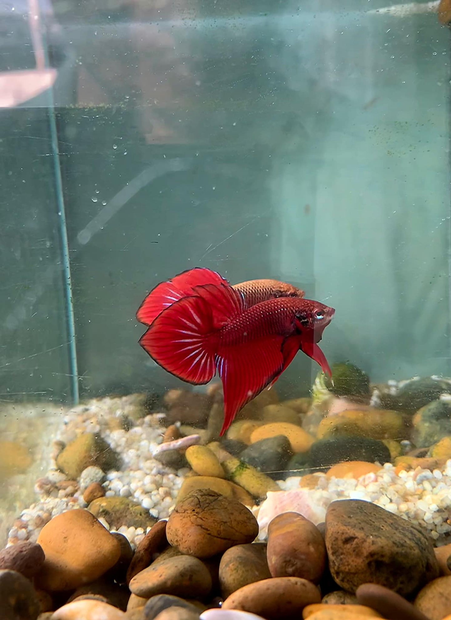 Red Spade Tail Wild Betta Splendens Male