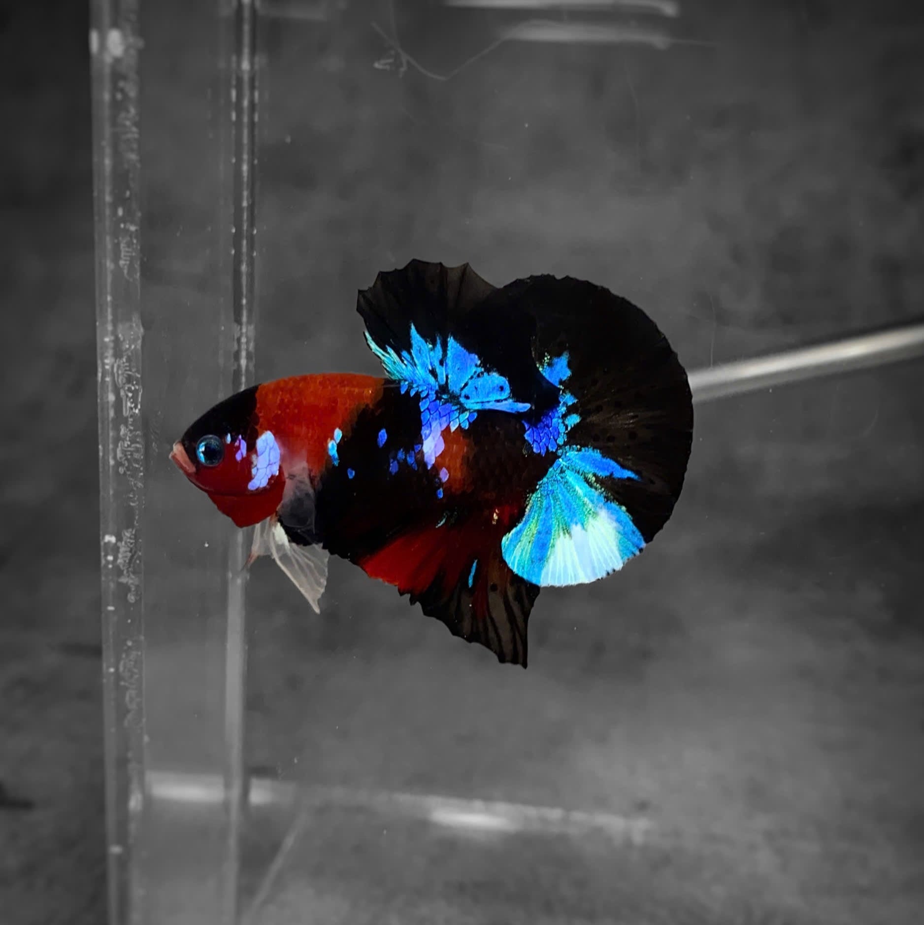 Koi Multicolor Dark Tone Plakat Male Betta Fish