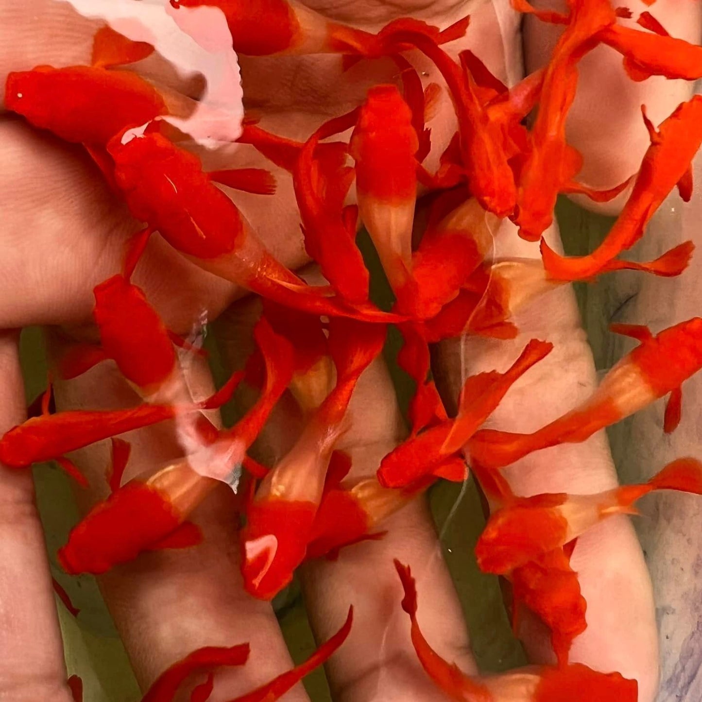 Koi Red Ear Guppy Fish