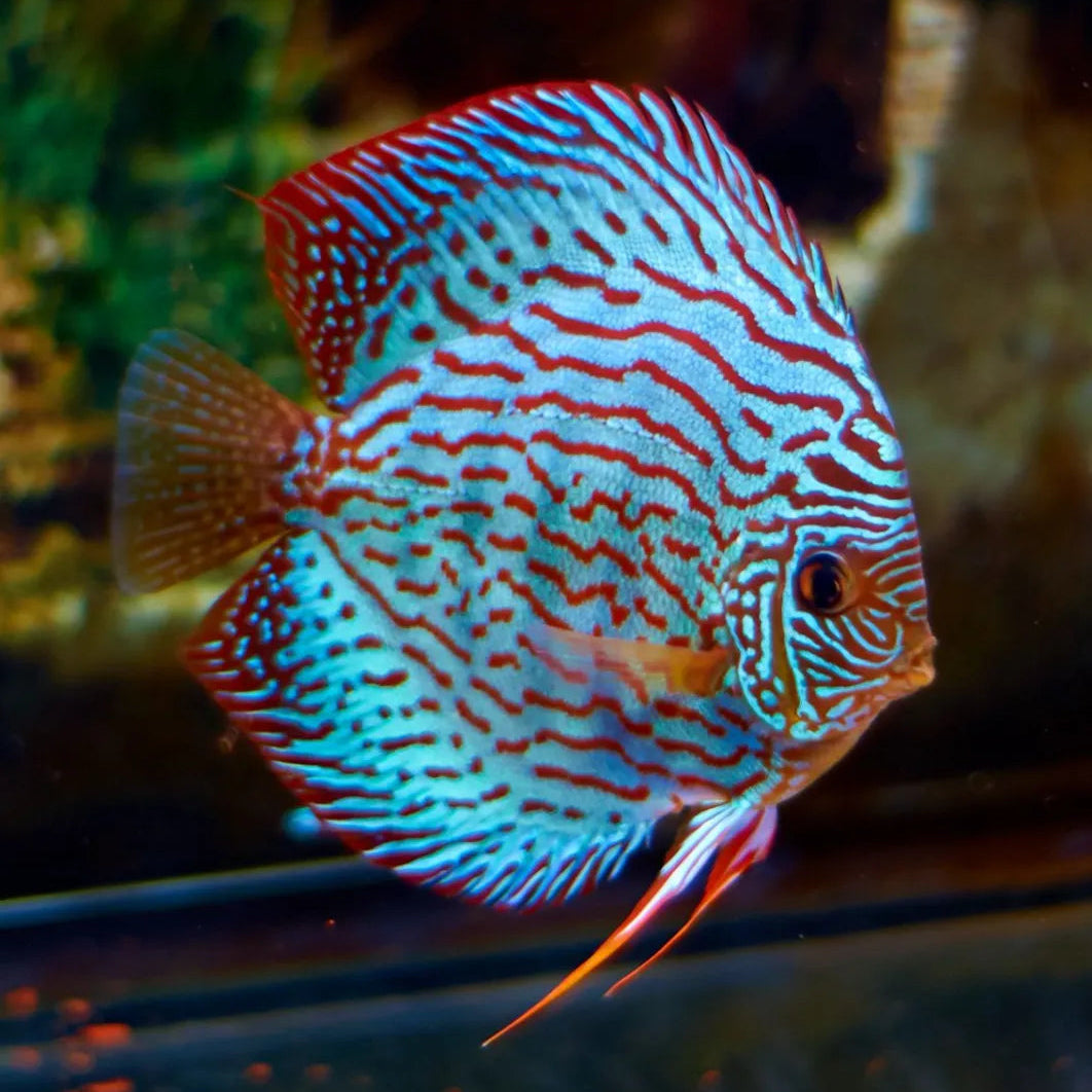 Blue Turquoise Discus Fish