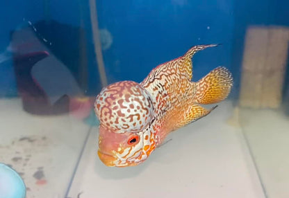 Yellow Golden Base Flowerhorn Cichlid | High Grade | Grower Pick