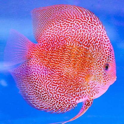 Leopard Discus Fish
