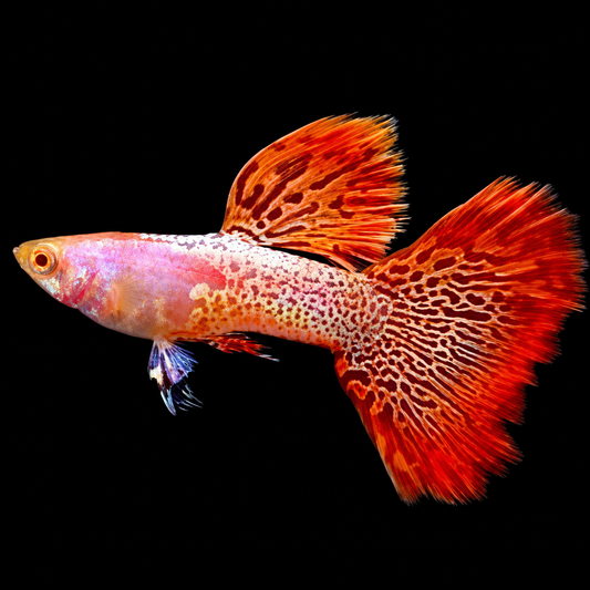 Albino Metal Red Lace Guppy Fish