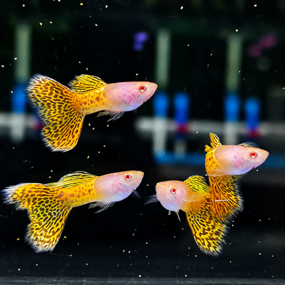 Albino Metal Yellow Lace Guppy Fish