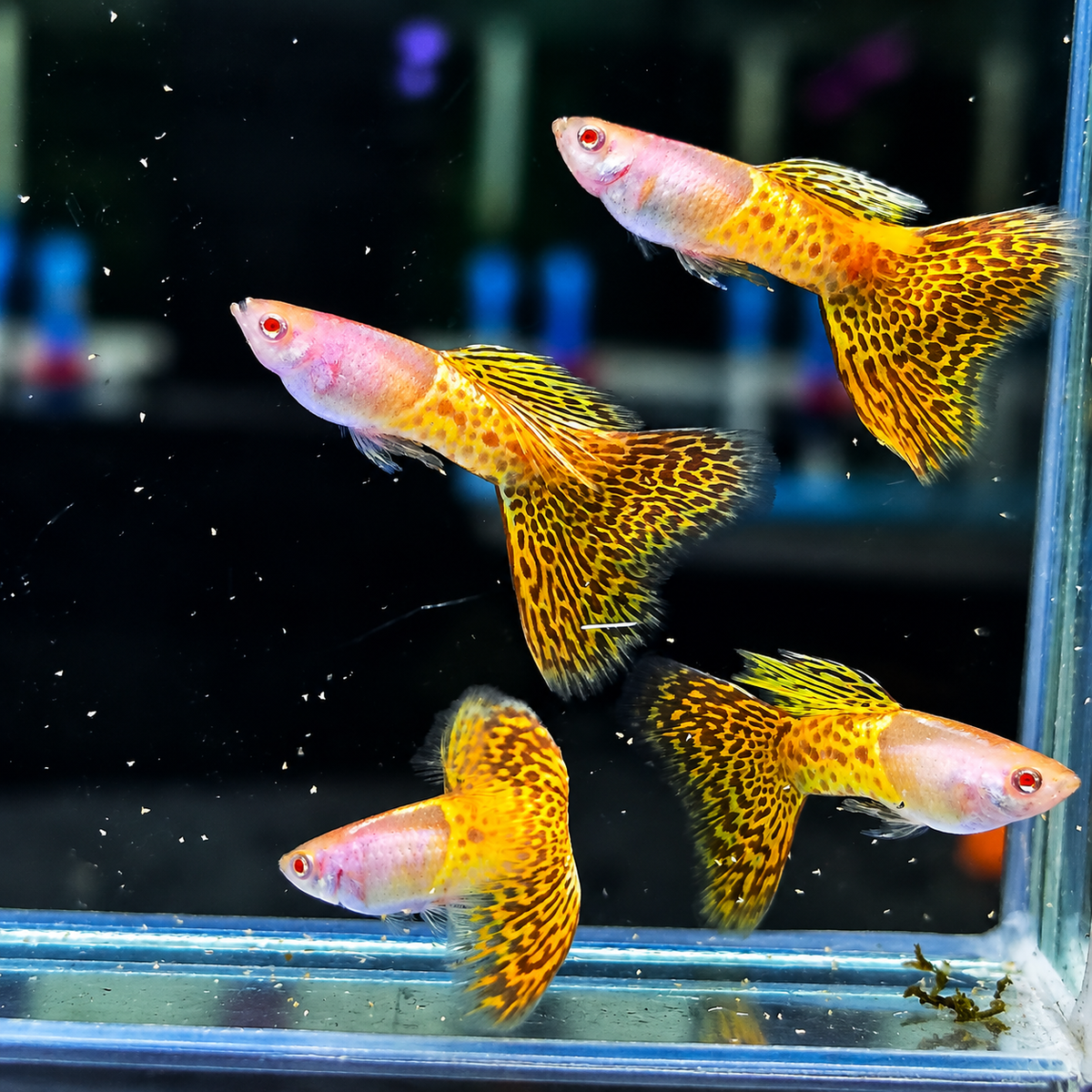 Albino Metal Yellow Lace Guppy Fish