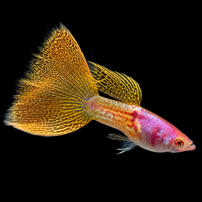 Albino Metal Yellow Lace Guppy Fish
