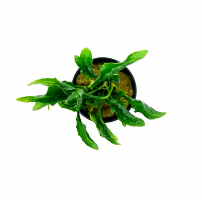 Anubias Heterophylla Supernova