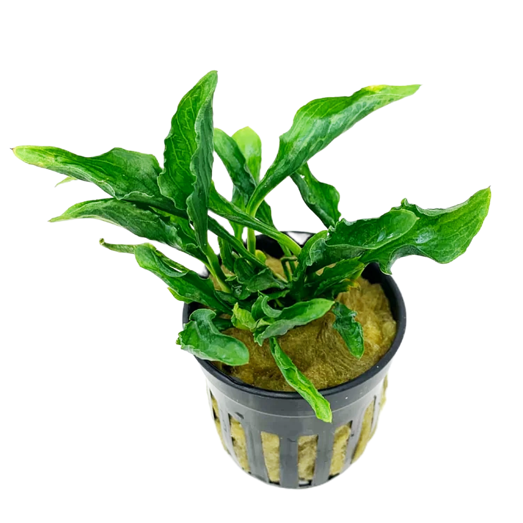 Anubias Heterophylla Supernova