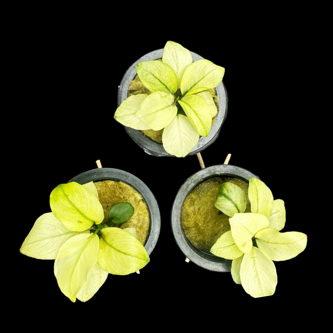 Anubias Broad White
