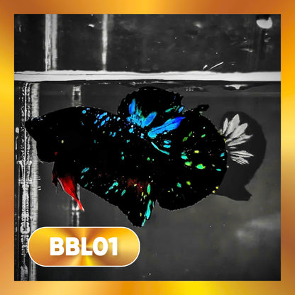 Black Star Nebula Plakat Male Betta | You Pick Betta | High Grade