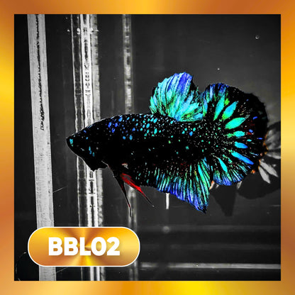 Black Star Nebula Plakat Male Betta | You Pick Betta | High Grade