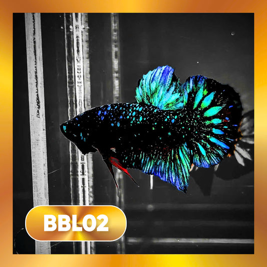 Black Star Nebula Plakat Male Betta | You Pick Betta | High Grade