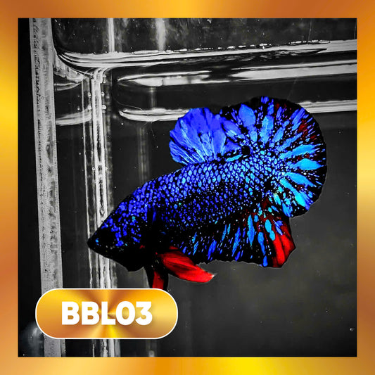 Black Star Nebula Plakat Male Betta | You Pick Betta | High Grade