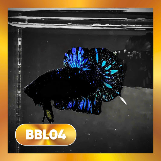 Black Star Nebula Plakat Male Betta | You Pick Betta | High Grade