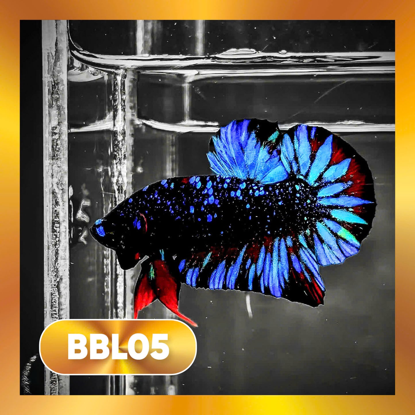 Black Star Nebula Plakat Male Betta | You Pick Betta | High Grade