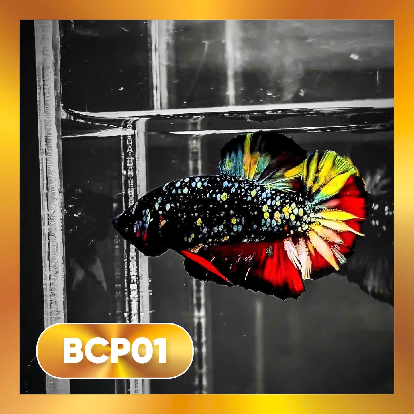 Black Panther Plakat Male Betta Fish | You Pick Fish | Rare Betta