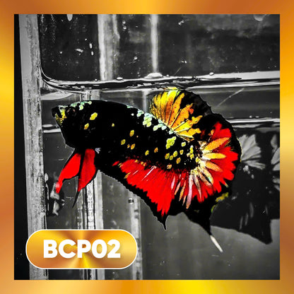 Black Panther Plakat Male Betta Fish | You Pick Fish | Rare Betta