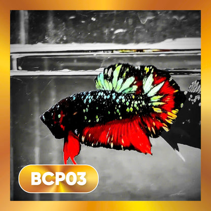 Black Panther Plakat Male Betta Fish | You Pick Fish | Rare Betta