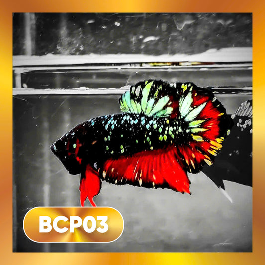 Black Panther Plakat Male Betta Fish | You Pick Fish | Rare Betta