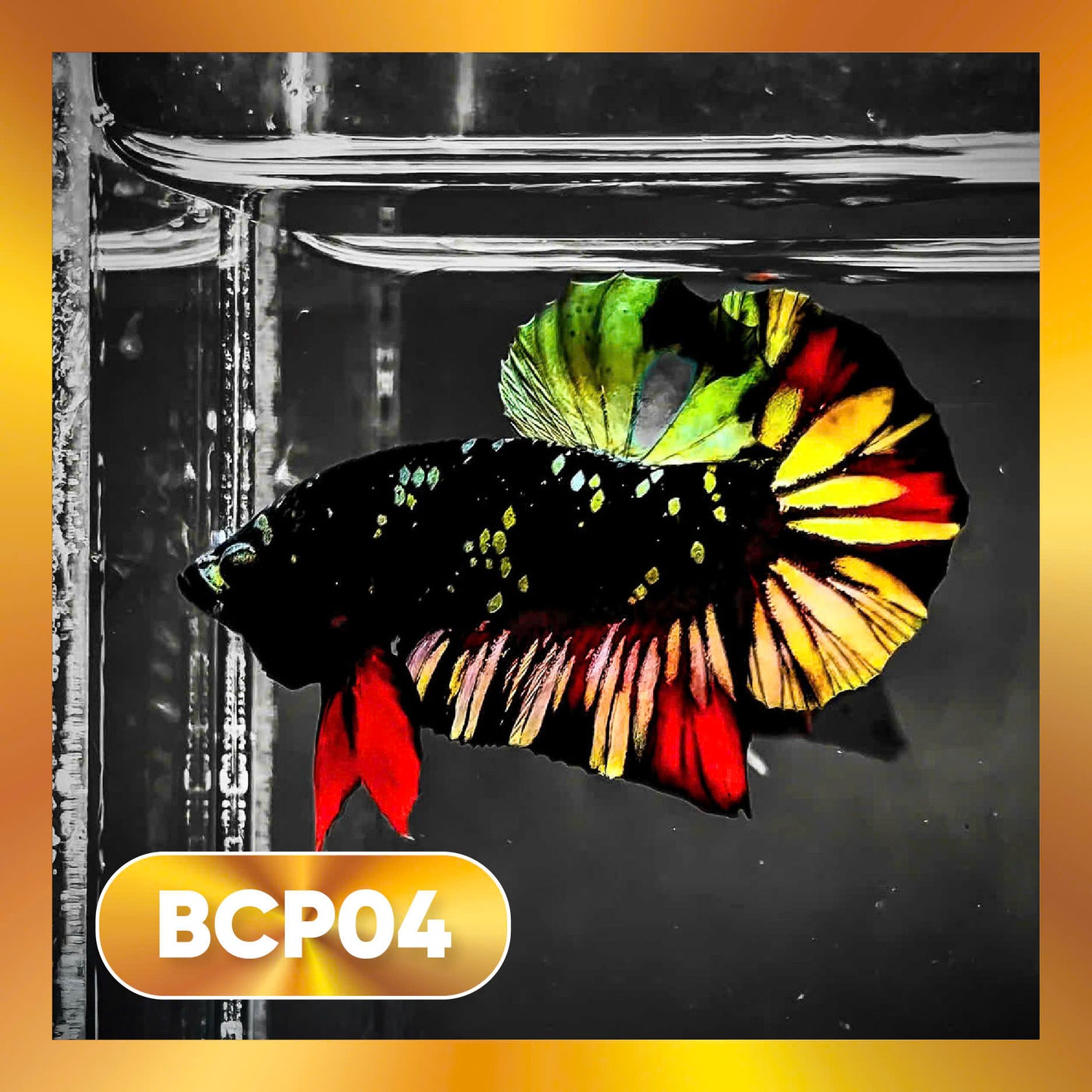 Black Panther Plakat Male Betta Fish | You Pick Fish | Rare Betta