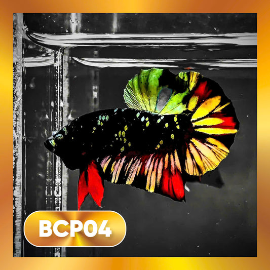 Black Panther Plakat Male Betta Fish | You Pick Fish | Rare Betta