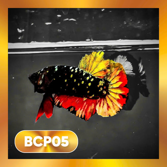 Black Panther Plakat Male Betta Fish | You Pick Fish | Rare Betta