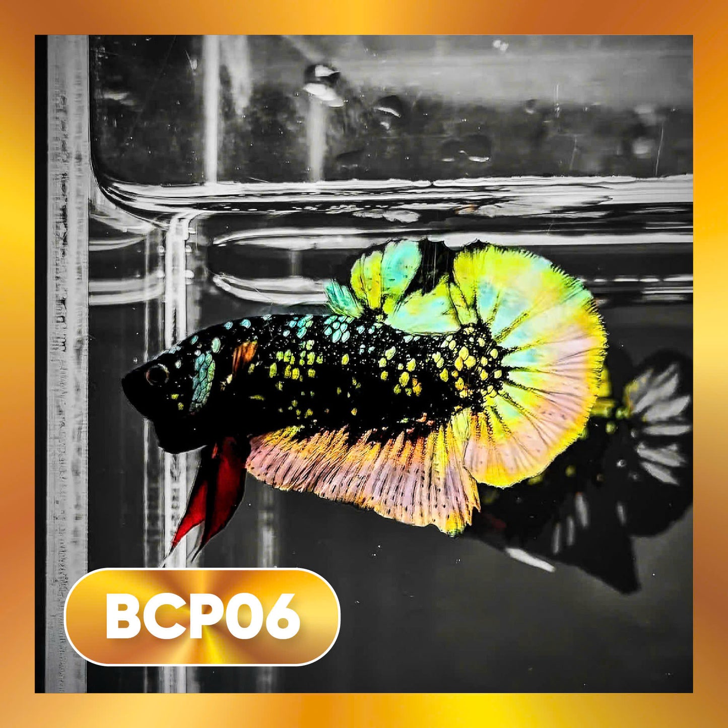 Black Panther Plakat Male Betta Fish | You Pick Fish | Rare Betta