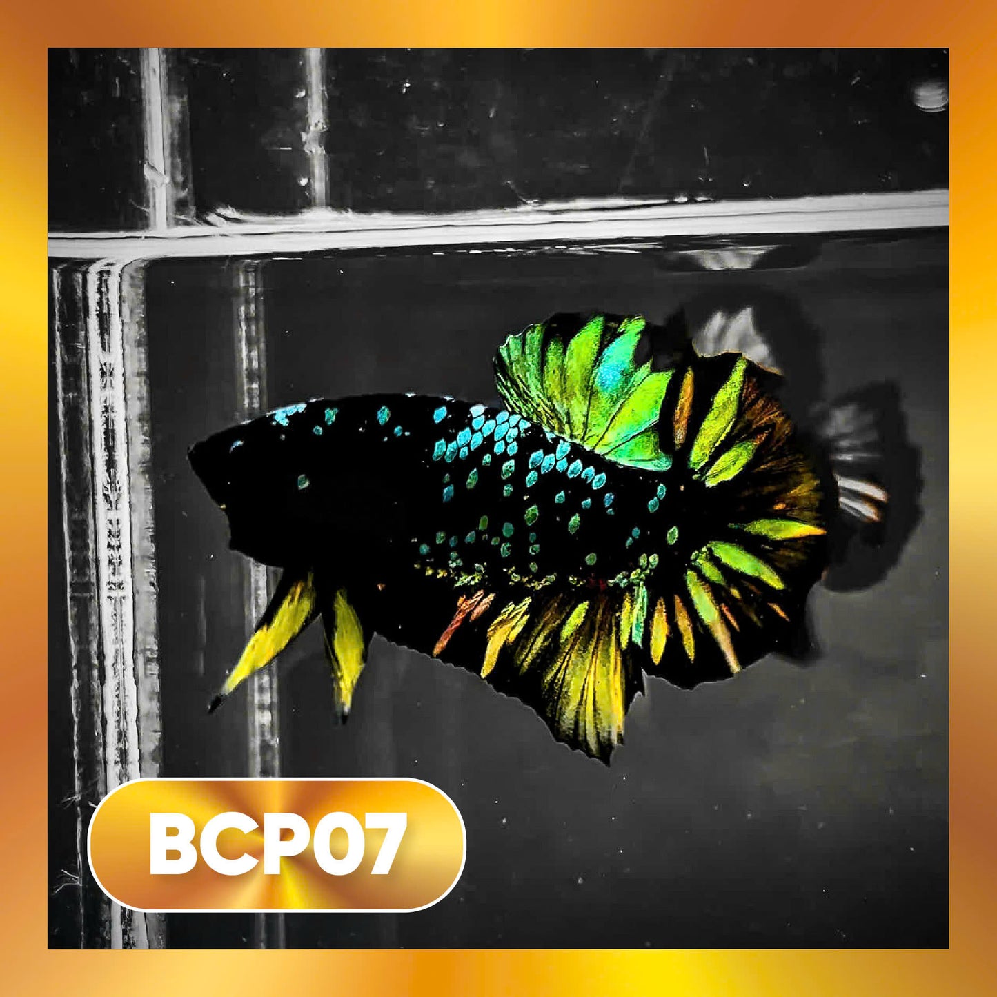 Black Panther Plakat Male Betta Fish | You Pick Fish | Rare Betta