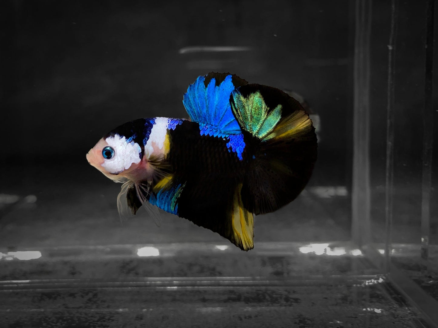 Koi Multicolor Dark Tone Plakat Male Betta Fish