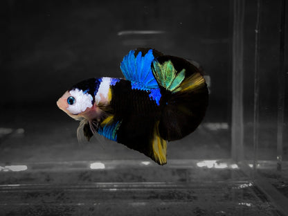 Koi Multicolor Dark Tone Plakat Male Betta Fish