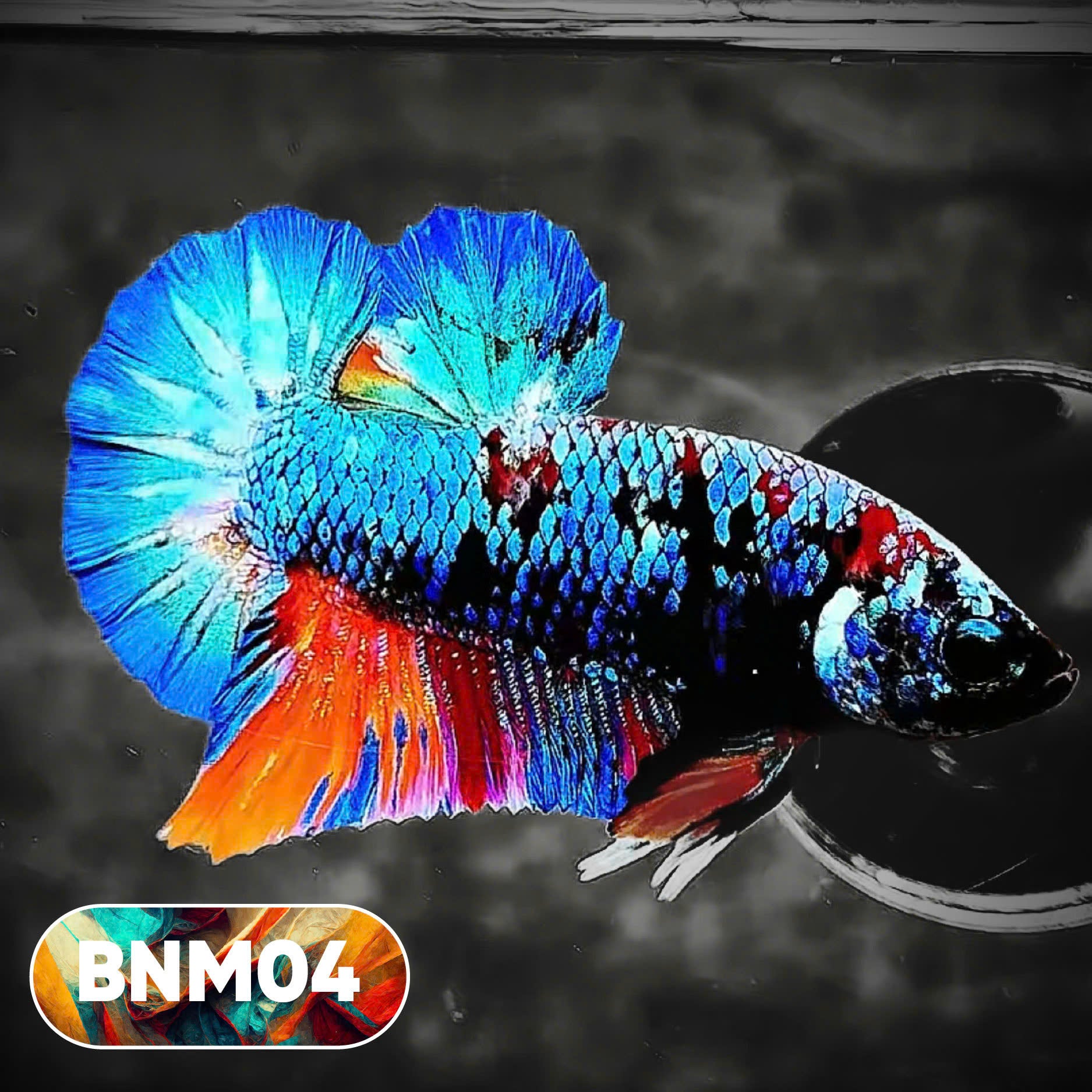 Dark Flame Hellfire Plakat Male Betta Fish | You Pick Fish | Rare Betta