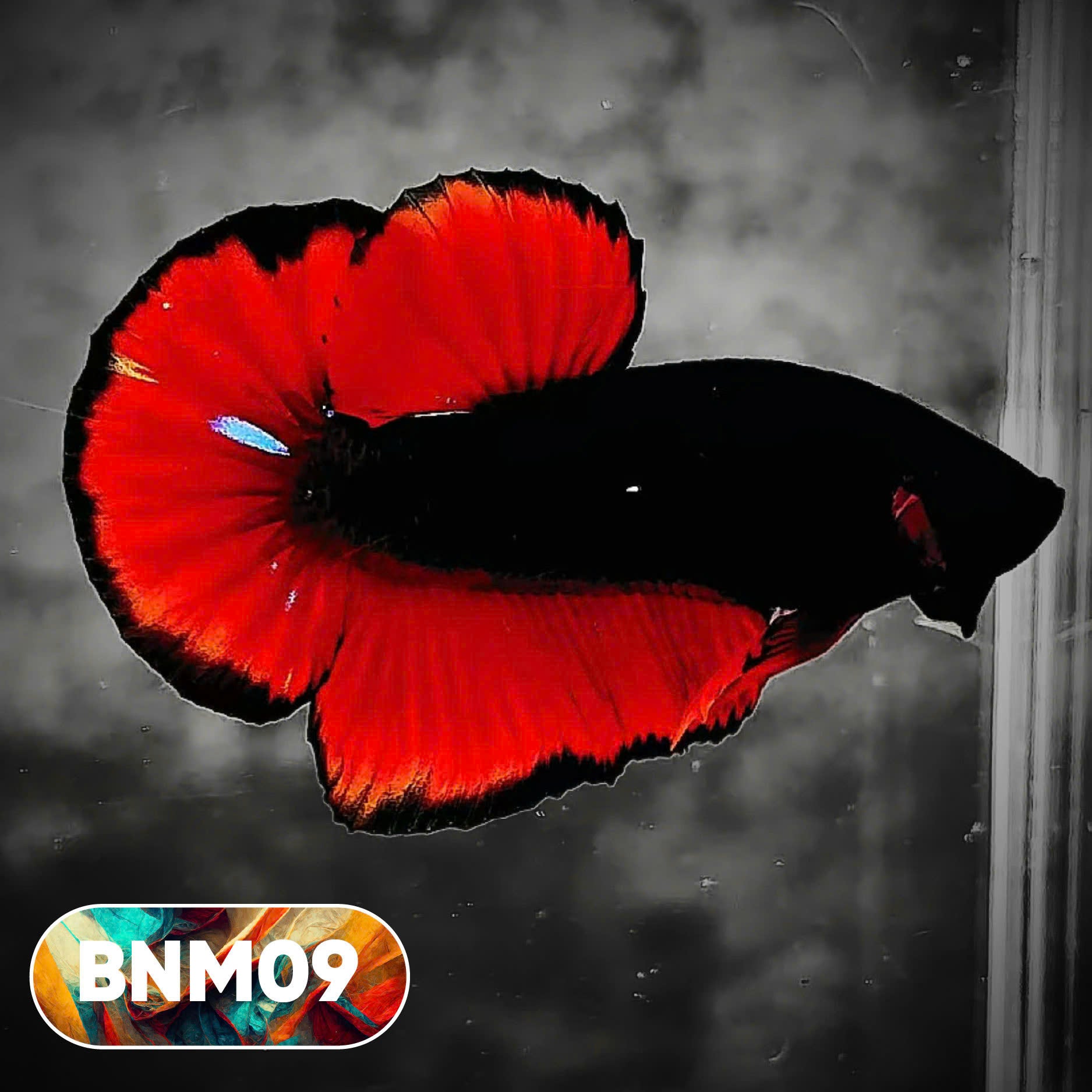 Dark Flame Hellfire Plakat Male Betta Fish | You Pick Fish | Rare Betta