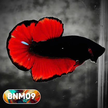Dark Flame Hellfire Plakat Male Betta Fish | You Pick Fish | Rare Betta