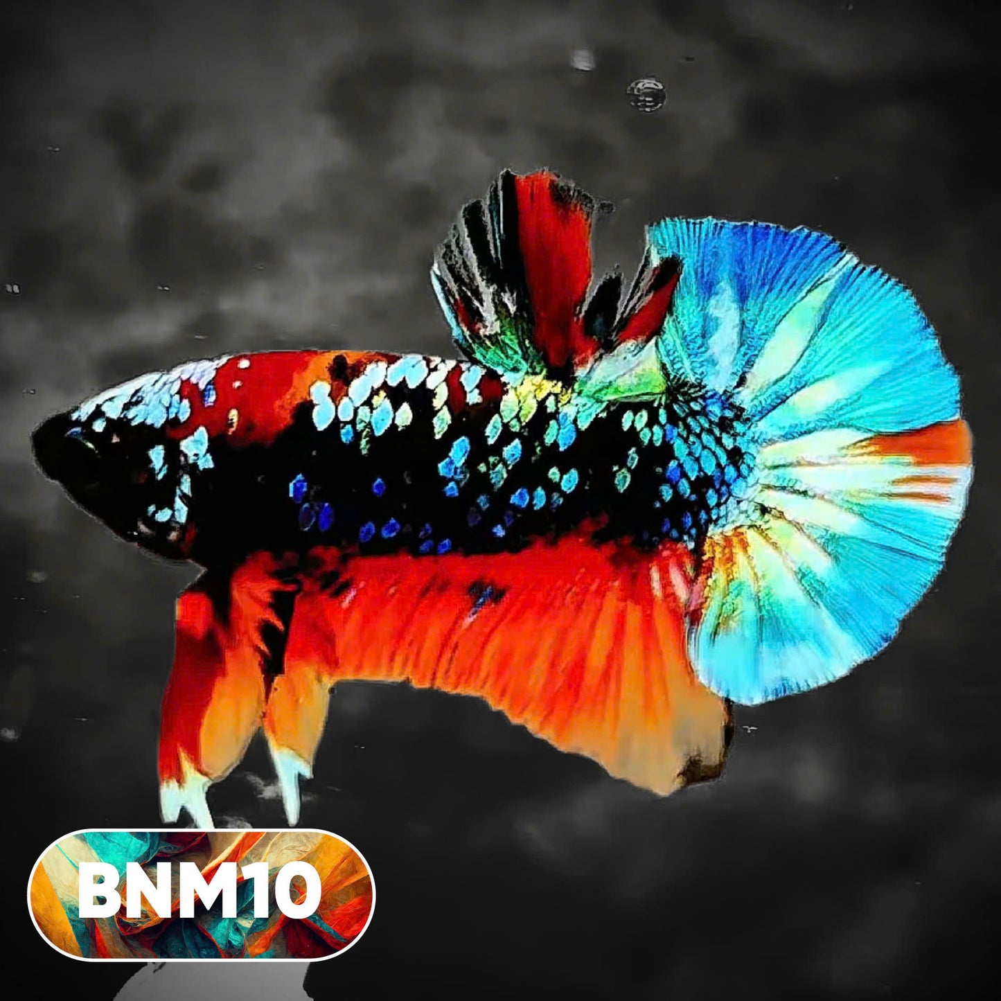 Dark Flame Hellfire Plakat Male Betta Fish | You Pick Fish | Rare Betta