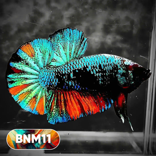 Dark Flame Hellfire Plakat Male Betta Fish | You Pick Fish | Rare Betta