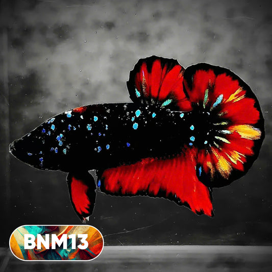 Dark Flame Hellfire Plakat Male Betta Fish | You Pick Fish | Rare Betta