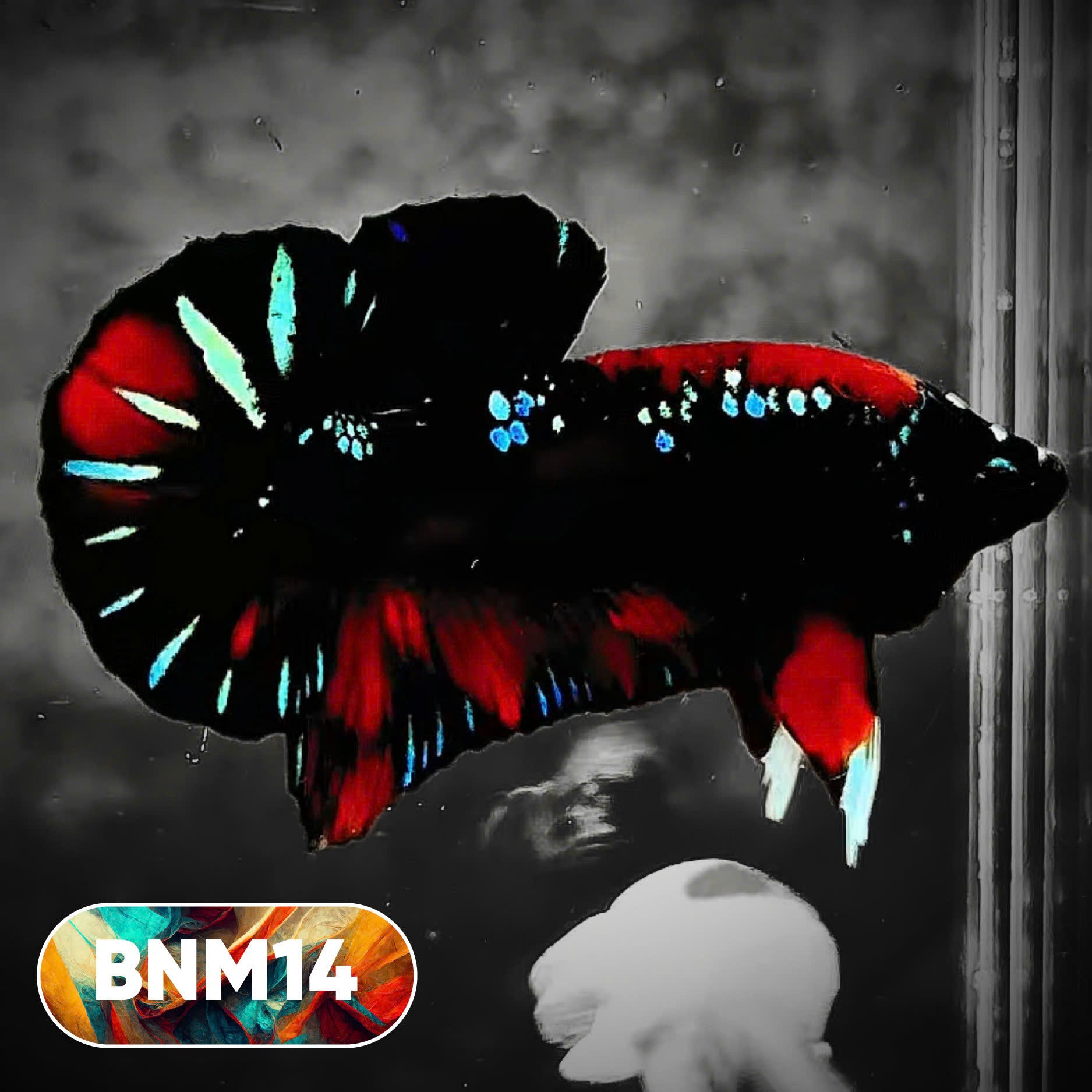 Dark Flame Hellfire Plakat Male Betta Fish | You Pick Fish | Rare Betta