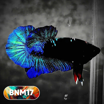 Dark Flame Hellfire Plakat Male Betta Fish | You Pick Fish | Rare Betta